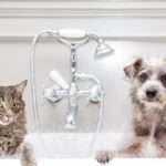 Comparación de la higiene entre perros y gatos como mascotas.