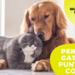 Comparación del olor entre perros y gatos como mascotas.