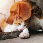 Comparación entre perros y gatos: ¿Cuál es la mejor mascota?