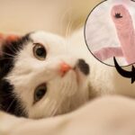 Comportamiento de los gatos con parásitos: todo lo que debes saber.