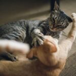 Consecuencias comunes tras una pelea entre gatos