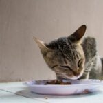 Consecuencias de la falta de alimentación en gatos por 4 días