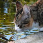 Consecuencias de la hidratación excesiva en gatos como mascotas.