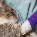 Consecuencias de un accidente fatal con un gato como mascota