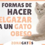 Consejos efectivos para reducir el peso de tu gato