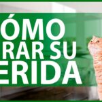 Consejos para acelerar la cicatrización de heridas en gatos