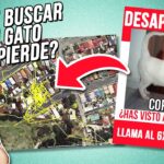 Consejos para actuar si tu gato desaparece