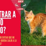 Consejos para atraer a un gato perdido de vuelta a casa