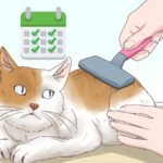 Consejos para ayudar a tu gato a eliminar las bolas de pelo.
