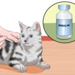 Consejos para ayudar a un gato desnutrido a recuperar su salud