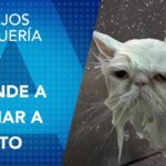 Consejos para bañar a un gato blanco correctamente.