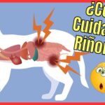 Consejos para cuidar la salud renal de tu gato