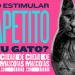 Consejos para estimular el apetito de tu gato