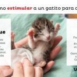 Consejos para estimular el intestino de tu gato y mejorar su evacuación