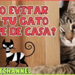 Consejos para evitar que tu gato se escape a casa del vecino.