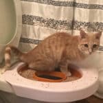 Consejos para habituar a tu gato al baño con éxito