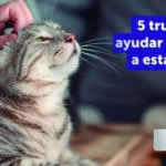 Consejos para lograr la felicidad en tu gato mascota