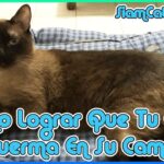 Consejos para lograr que tu gato duerma plácidamente