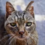 Consideraciones importantes sobre la eutanasia en gatos con cáncer