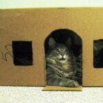 Construye tu propia caja de entretenimiento para gatos en casa