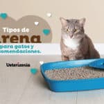 ¿Cuál Arena para Gato Es Adecuada para Tirar por el WC?