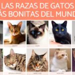 ¿Cuál Es El Color De Gato Más Bonito?