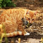 ¿Cuál Es El Enemigo Natural De Los Gatos?