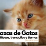 ¿Cuál Es El Gato Más Cariñoso Del Mundo?