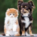 ¿Cuál Es El Gato Más Parecido A Un Perro?