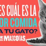 ¿Cuál Es El Mejor Alimento Para Gatos?