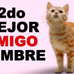 ¿Cuál Es El Mejor Amigo De Los Gatos?