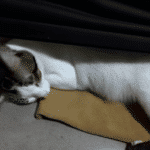 ¿Cuál Es El Mejor Lugar Para Que Duerma Un Gato?