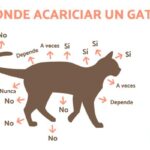 ¿Cuál Es El Mejor Lugar Para Un Gato?