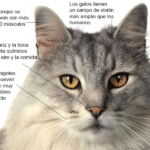 ¿Cuál Es El Sentido Más Desarrollado De Los Gatos?