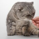 ¿Cuál es la dosis segura de corticoide para gatos?