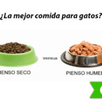 ¿Cuál Es La Mejor Comida Para Gatos Seca O Húmeda?