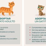 ¿Cuál Es La Mejor Edad Para Adoptar Un Gato?