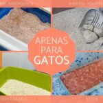 Cuál es la mejor piedra para gatos: Guía completa para elegir la arena perfecta.