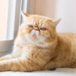 ¿Cuál es la raza de Garfield, el famoso gato naranja?