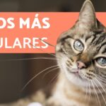 ¿Cuáles son las razas comunes de gatos callejeros?