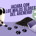 Cuáles son los beneficios de poner bicarbonato a la arena de gato