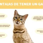 ¿Cuáles Son Los Beneficios De Tener Un Gato?