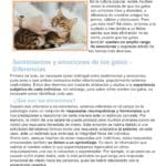 ¿Cuáles Son Los Sentimientos De Los Gatos?