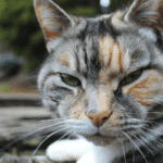 ¿Cuáles Son Los Síntomas De Un Gato Envenenado?