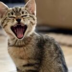 ¿Cuáles Vocales Entienden Los Gatos?