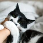 ¿Cuándo es importante preocuparse por una mordida de gato?