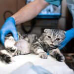 Cuándo Esterilizar un Gato Macho para Detener el Celo