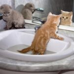 ¿Cuándo Se Debe Bañar A Un Gato?
