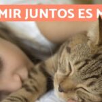 Cuando tu gato duerme contigo: una señal de amor y confianza.