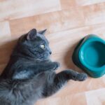 Cuando un gato no come ni bebe agua: ¿qué hacer?